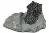 Bug-Eyed Coltraneia Trilobite Fossil - Ofaten, Morocco #354445-2